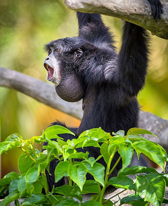 Going Places, Near & Far: See Survival Strategies at Palm Beach Zoo