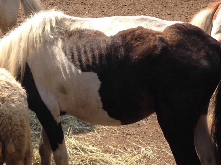 Old Westbury man neglected 25 animals, Nassau County D.A. says