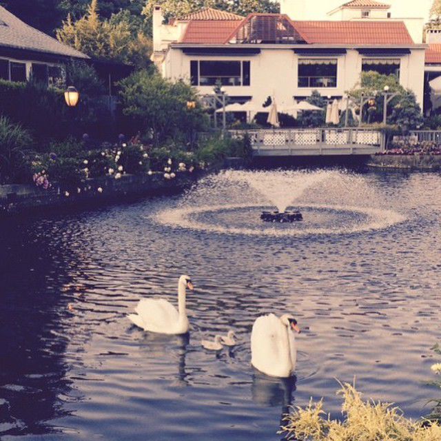 Swan Club reopens after sickness scare Swan Club reopens after sickness scare