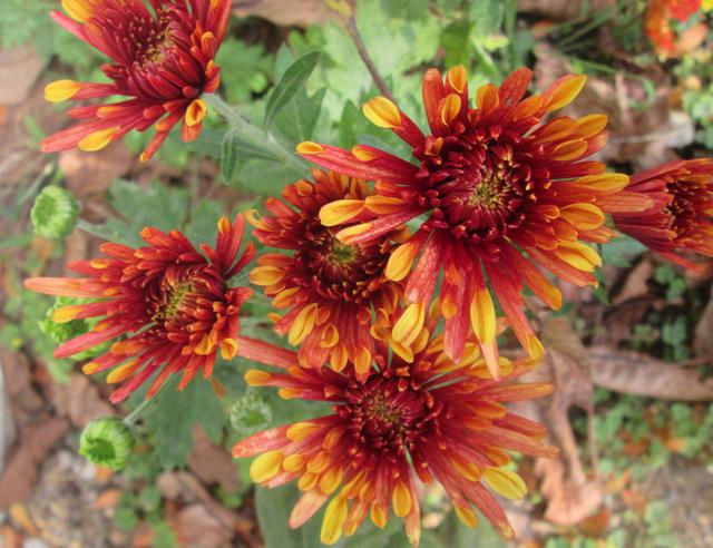 Society to present talk on Chrysanthemums