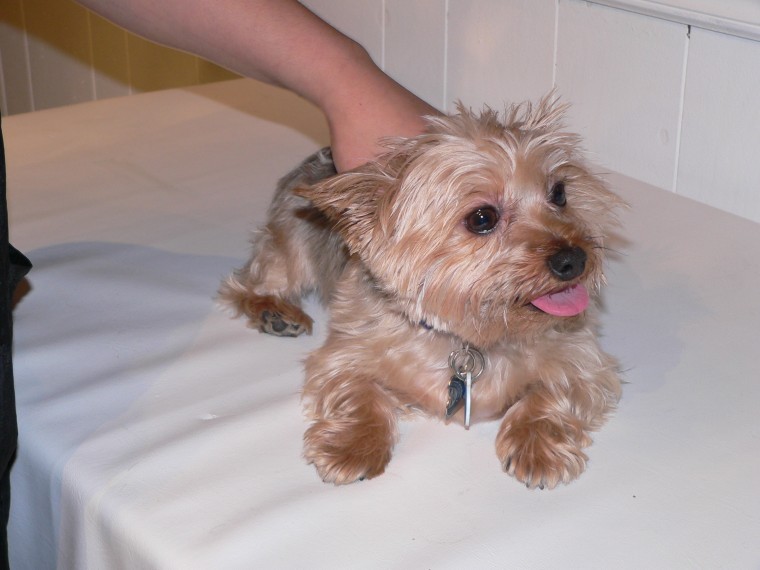 Luxury Pet pampers pooches