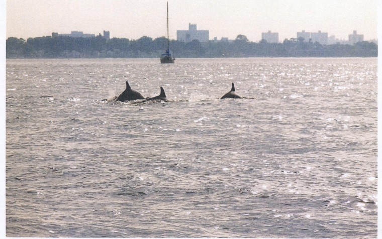 Dolphins visit Great Neck’s shores Dolphins visit Great Neck’s shores