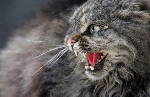 Fur flies over cats Fur flies over cats