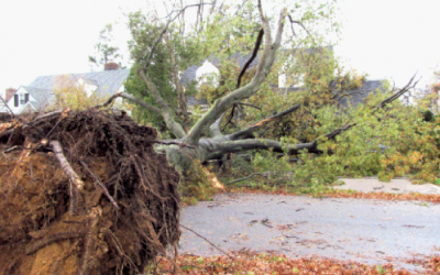 North Shore Devastated