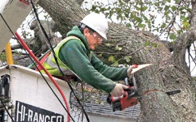 An expert takes on a fallen tree An expert takes on a fallen tree