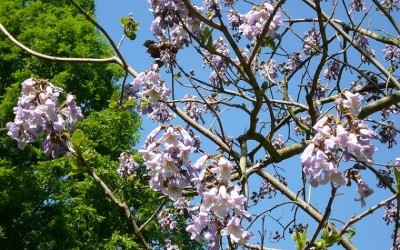 Invasive tree threatens park