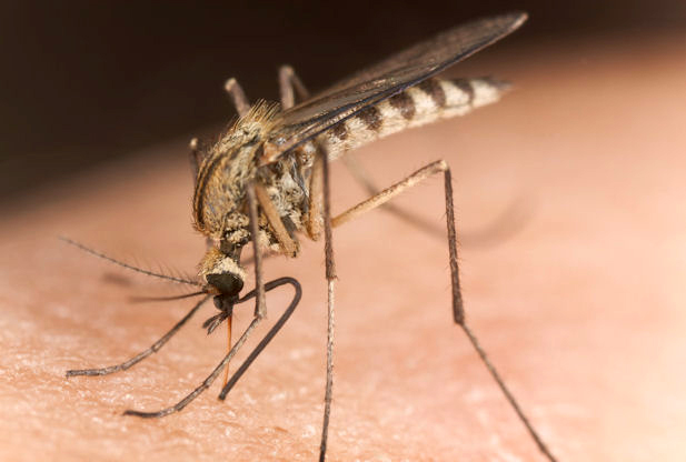 West Nile found in local mosquitos