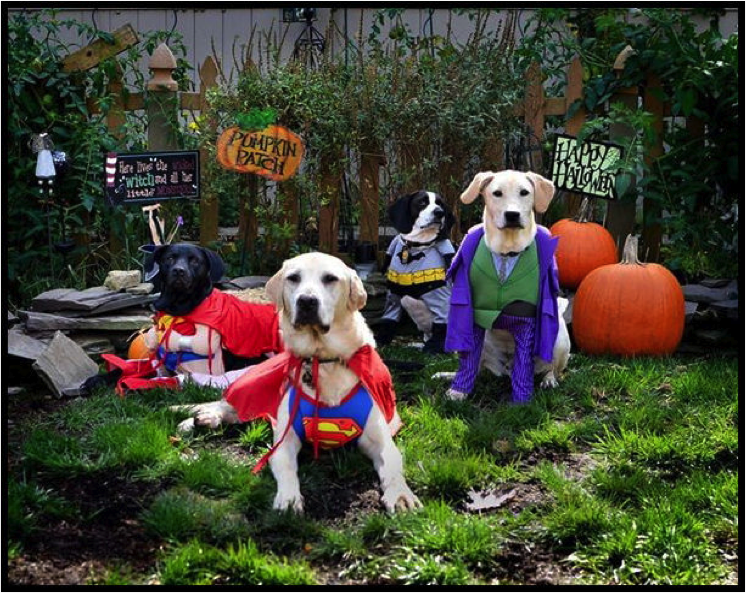 Pet costume winners