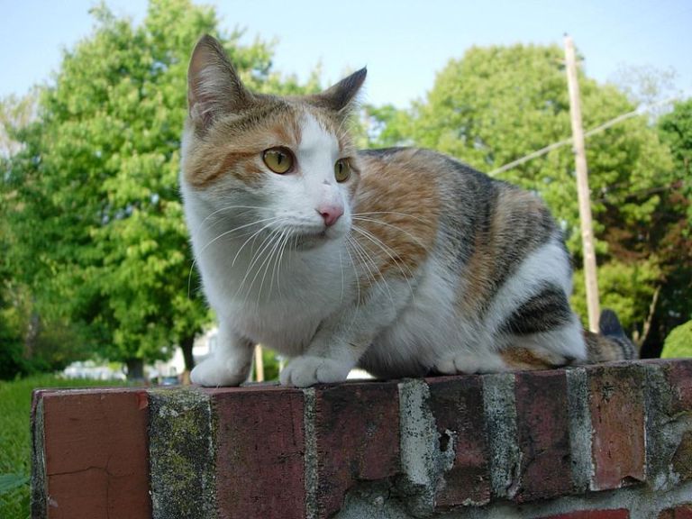 Roslyn Estates drops feral cat proposal Roslyn Estates drops feral cat proposal