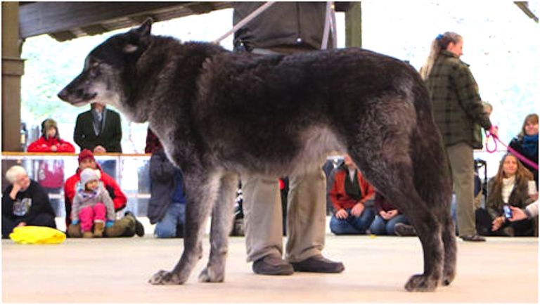 NHP vets offer lice, tick doses for wolves