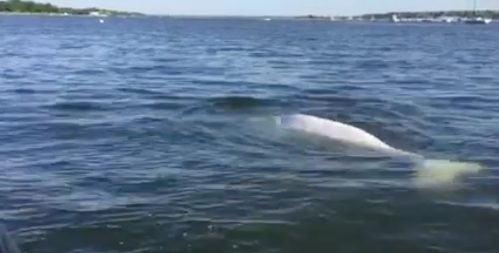 Beluga whales spotted in Manhasset Bay