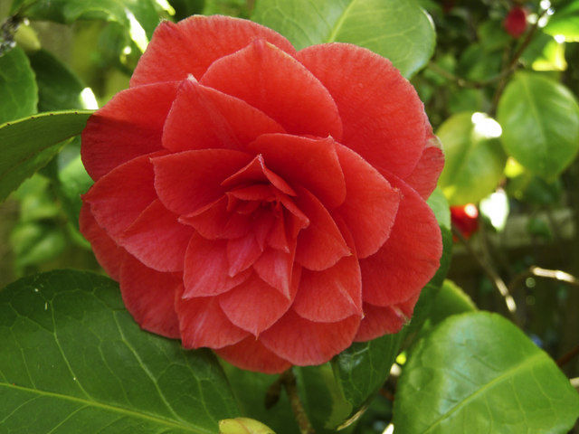 Camellia Weekend at Planting Fields