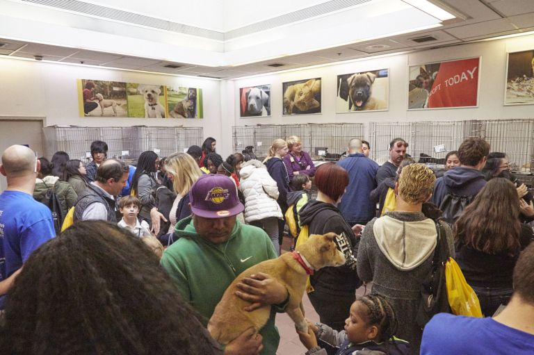 Animal League gives homes to 170 pets Animal League gives homes to 170 pets
