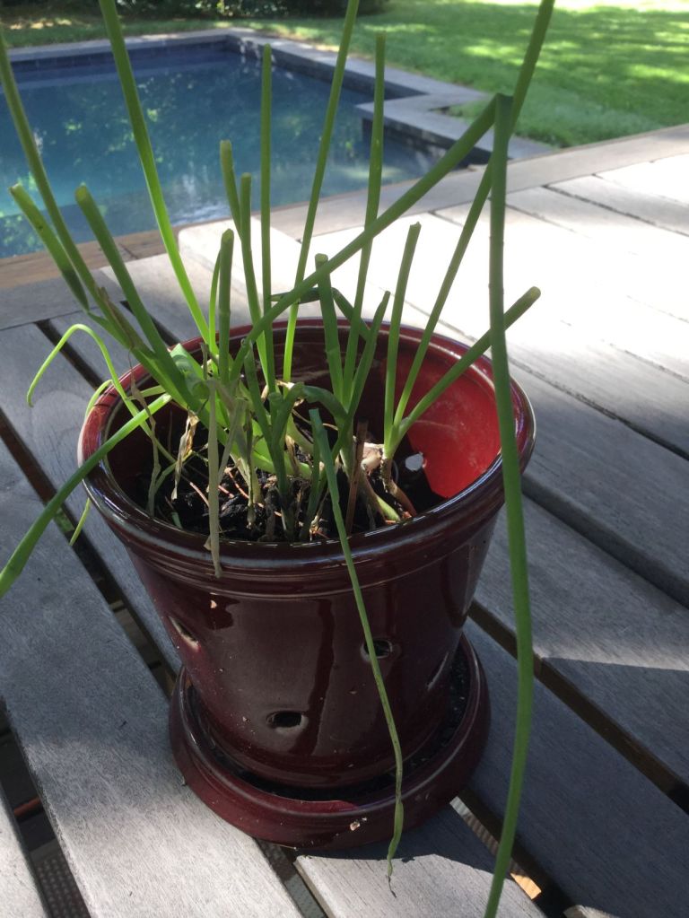 Scallions
