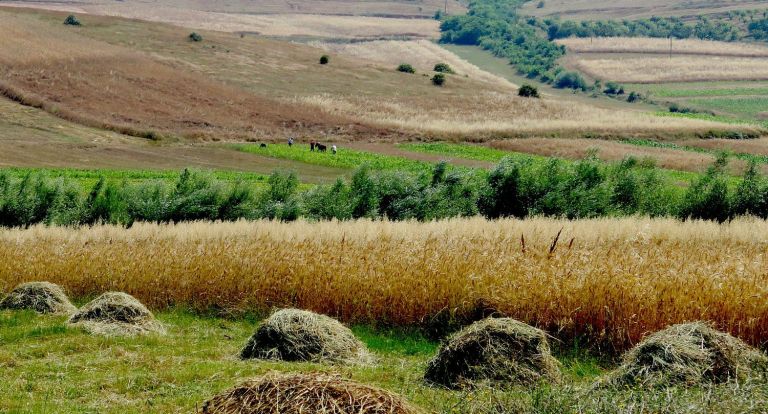 Albania’s “breadbasket”