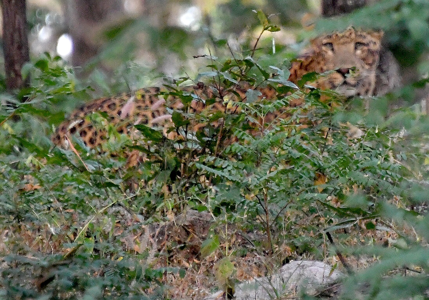 Pench National Park, India