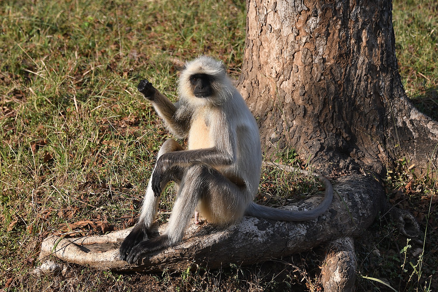 Pench National Park, India