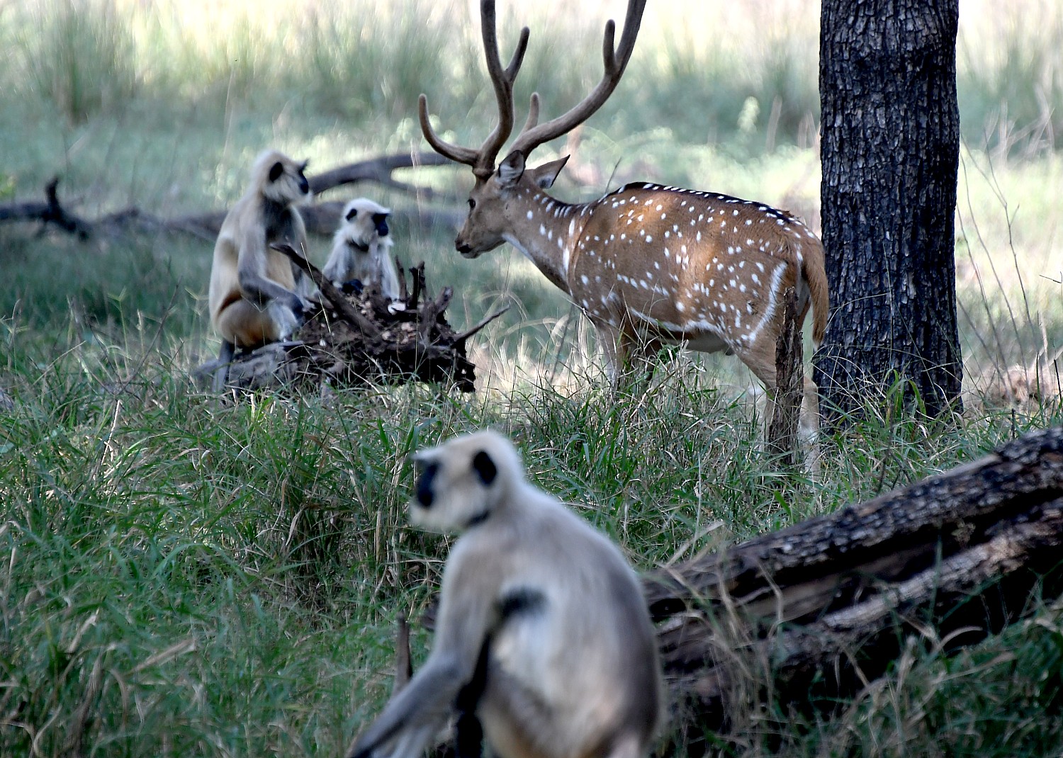Pench National Park, India