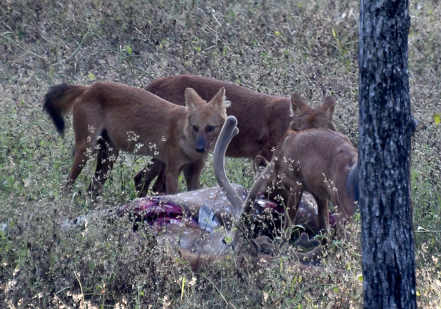 Pench National Park, India