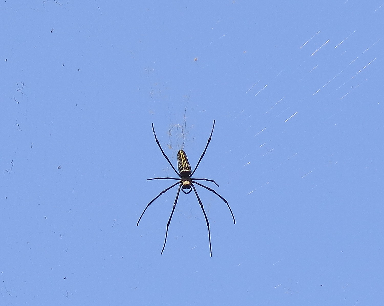 India_20161108_0331e2 (c) Karen Rubin-great wood spider