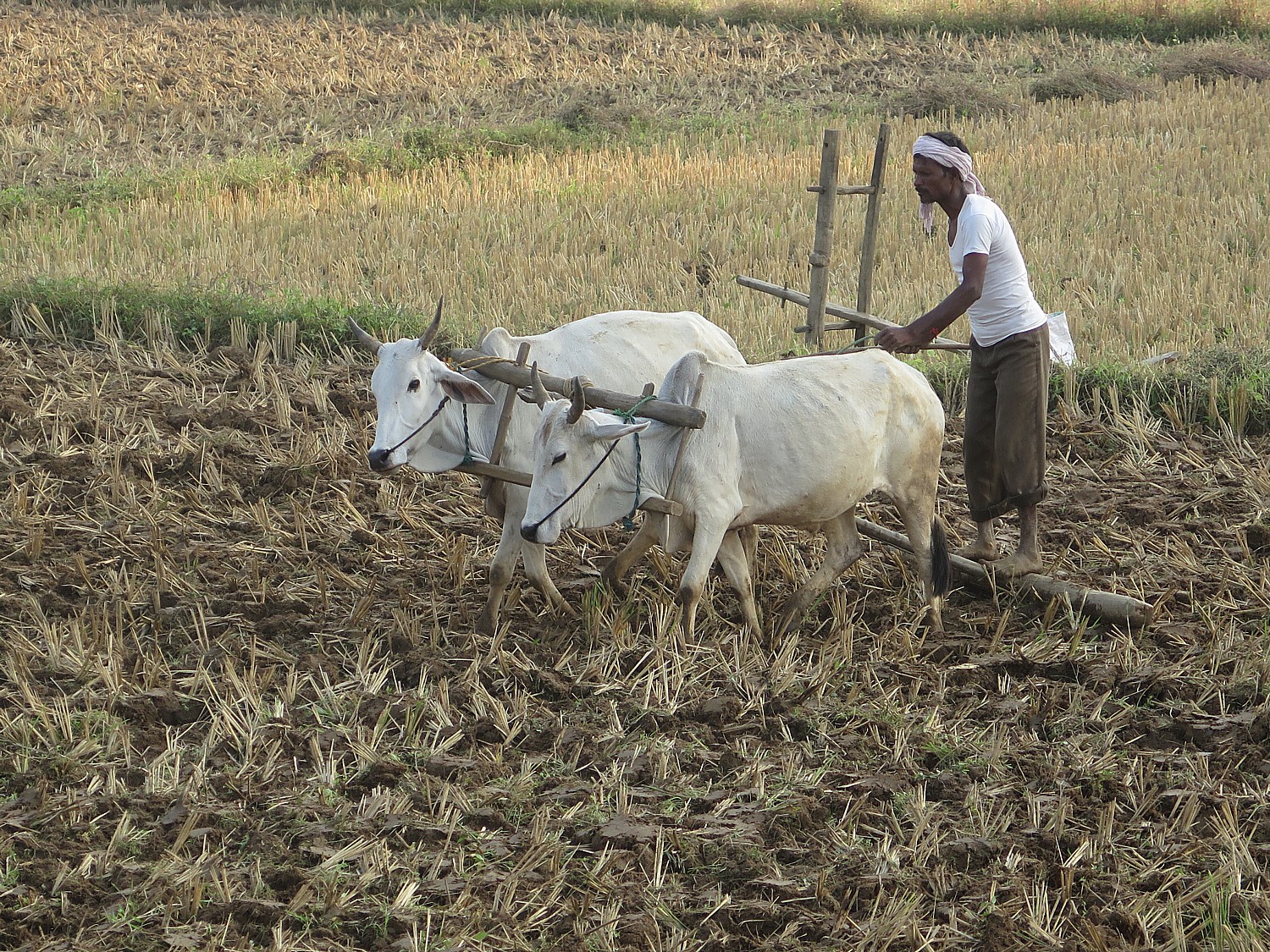 India_20161110_0793e2 (c) Karen Rubin-cycling Kahna