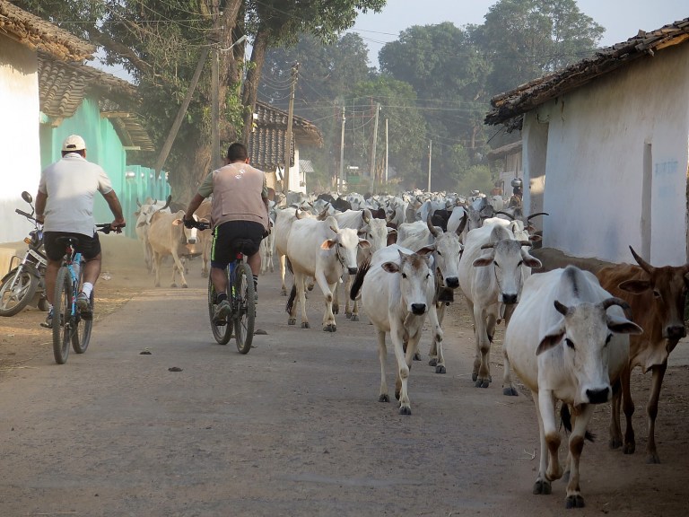 Going Places, Near & Far: ‘Jungle Book’ cycling adventure through local villages of India’s Kanha National Park