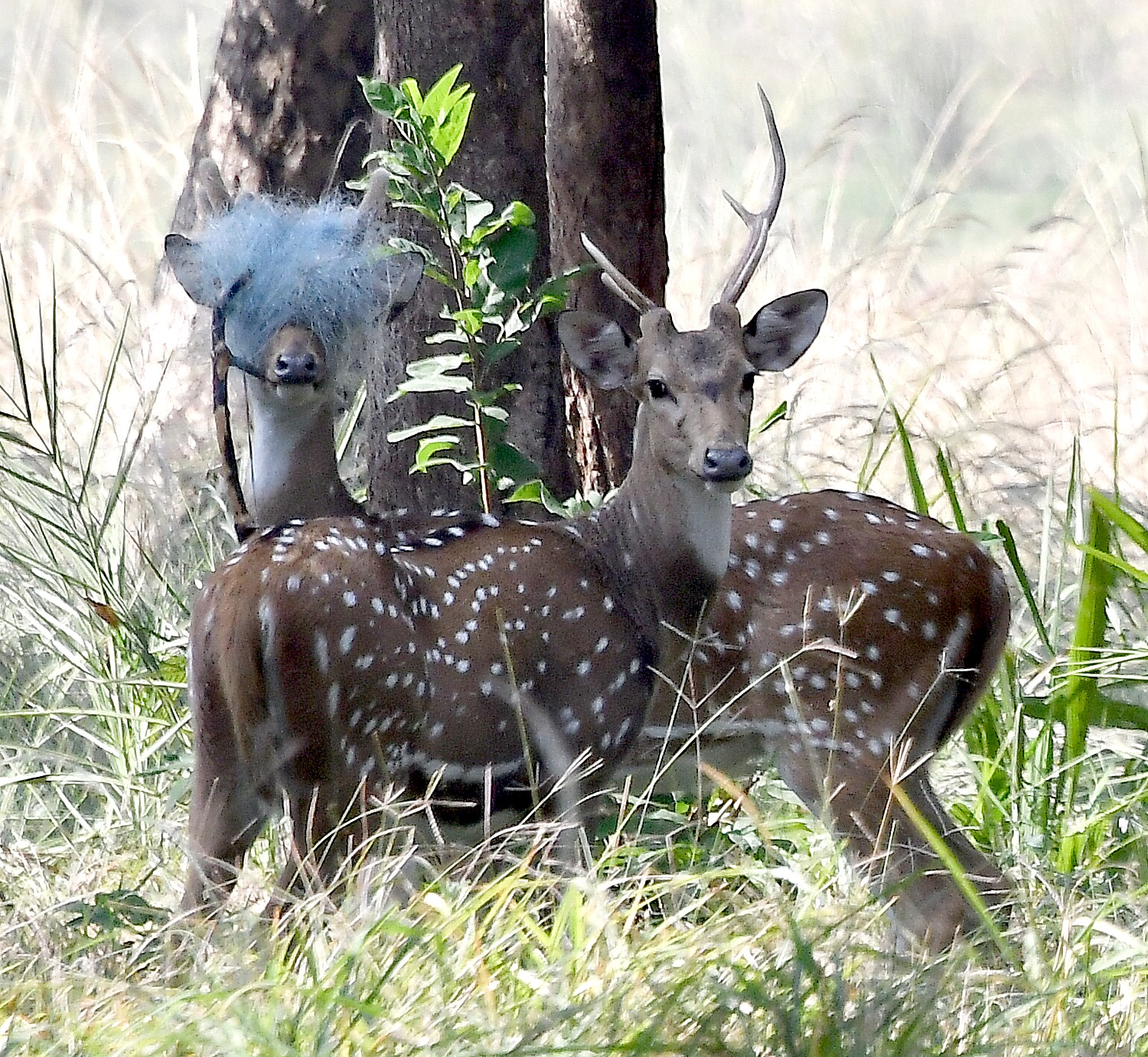 Pench National Park, India