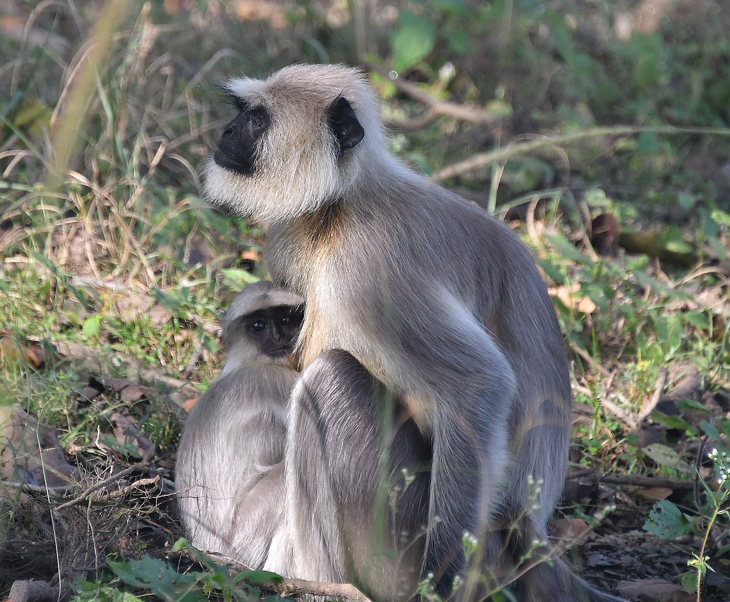 India_111016_2205e2(c) Karen Rubin-Kahna-langurs