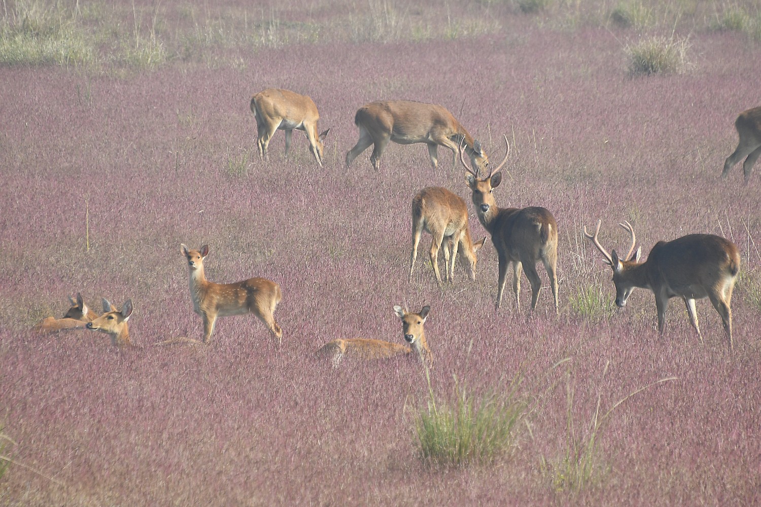 India_111016_2292e2 (c) Karen Rubin-Kahna-deer