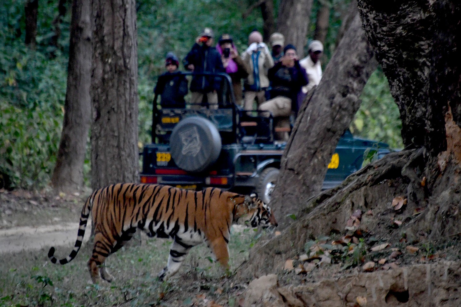 India_111116_2984e2 (c) Karen Rubin-Kahna-tiger