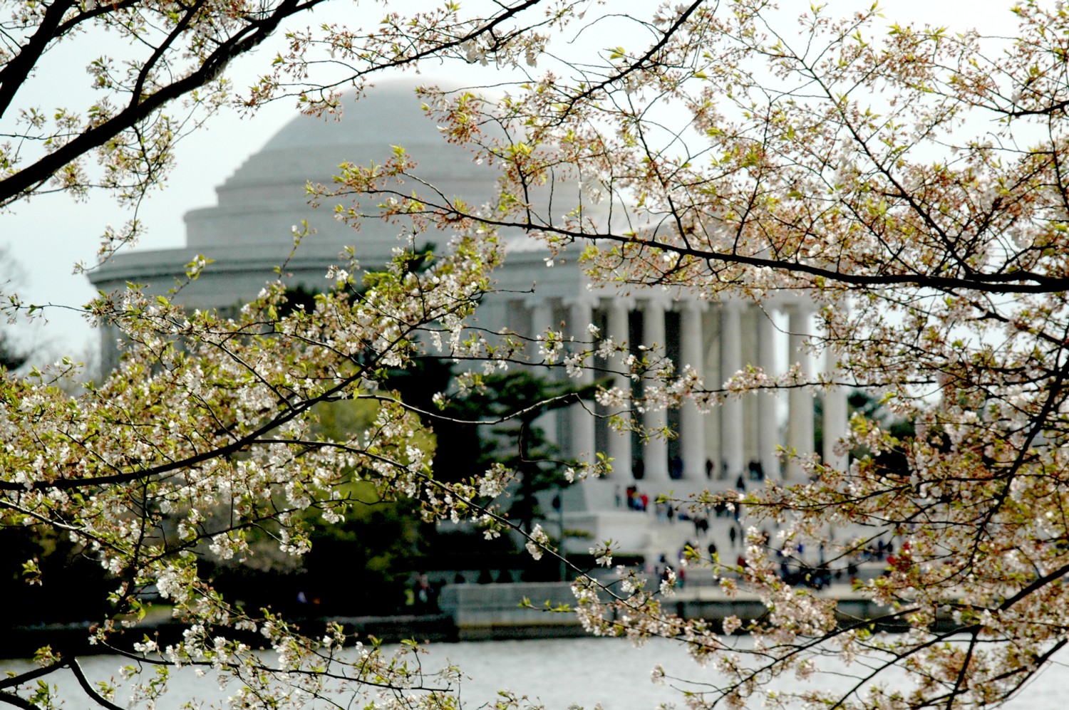 Cherry Blossom Festival in Washington DC  In 2012, the nation's capital celebrated the 100th anniversary of the gift of the trees from Japan.