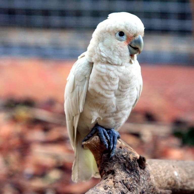 Mineola pet shop seeks return of stolen ‘exotic’ bird Mineola pet shop seeks return of stolen ‘exotic’ bird