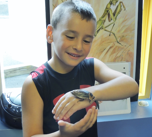 L.I Children’s Museum to explore world of bugs