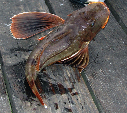 Around the Sound: With right cooking, Sea Robbins worth catching Around the Sound: With right cooking, Sea Robbins worth catching
