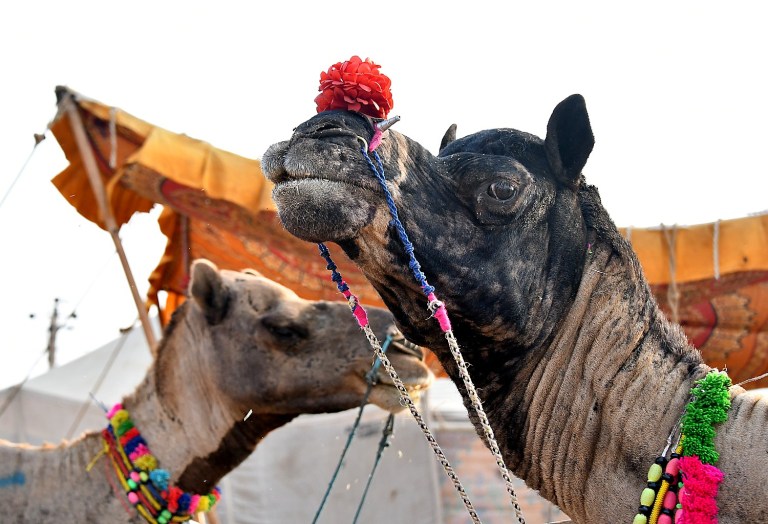 Going Places Near & Far… World Spree’s October India Tours Showcases Photogenic Pushkar Camel Fair