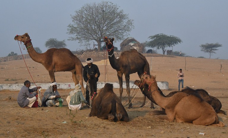 Going Places Near & Far… Day into Night at Rajasthan’s Pushkar Camel Fair & Festival of Brahma Going Places Near & Far… Day into Night at Rajasthan’s Pushkar Camel Fair & Festival of Brahma