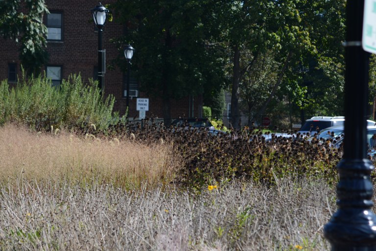 Great Neck Plaza makes “monarch pledge” to bring in more butterflies