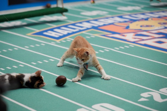 Cat-letes take the field in Port for Kitten Bowl V