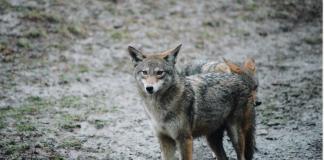 There will be a presentation hosted by the Wild Dog Foundation on coyotes. (Photo courtesy of the Great Neck Park District)