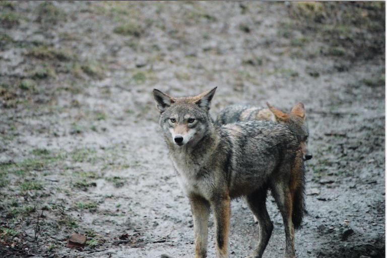 Wild dogs behaving normally, no new Long Island sightings