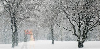 Winter Waltz by Barbara Spivak will be one of the works on display at the Great Neck Library. (Photo by Barbara Spivak)