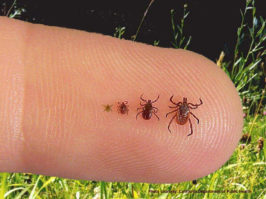 Dr. Penny Stern of Northwell Health will present a program about Lyme Disease at the Main Library. (Photo courtesy of the Great Neck Library)