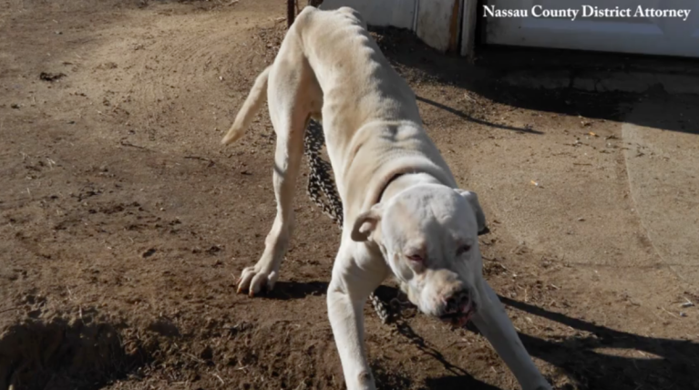 Elmont man allegedly abandoned his two dogs, DA says