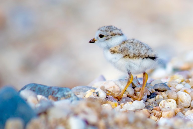 Mineola artist shares Long Island nature through Clark Botanic Garden photo exhibit