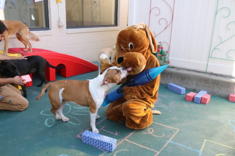 Mineola pet resort celebrates 10 years of dog, cat service