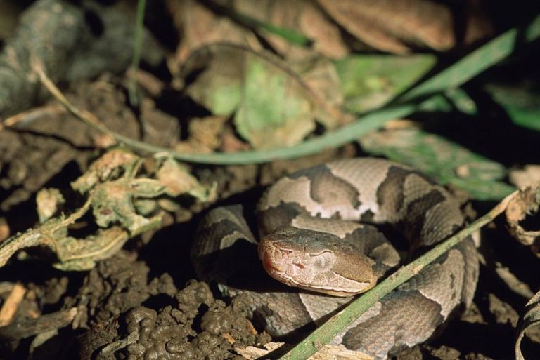 Venomous snake found at Mineola auto shop