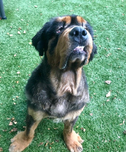 NHP man neglects dog, lies to shelter: DA NHP man neglects dog, lies to shelter: DA