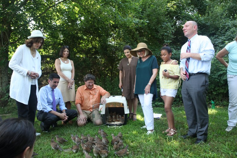 North Hempstead unleashes an army of quails to fight ticks