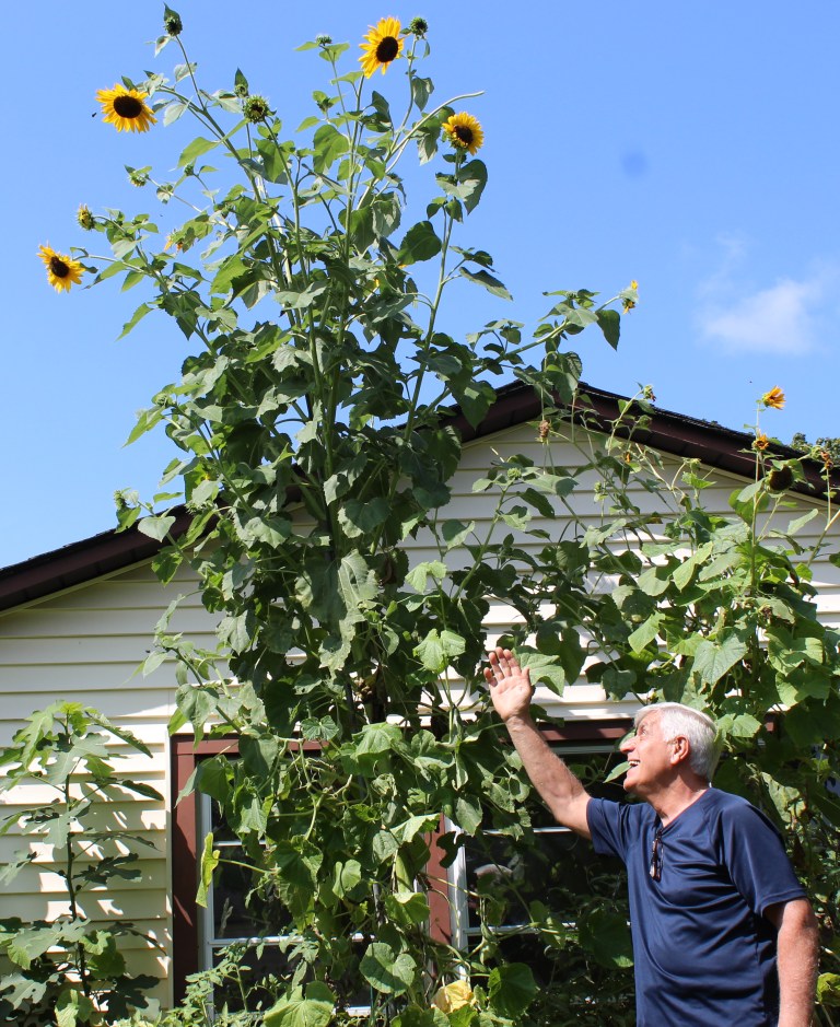 New Hyde Park man grows 13-foot sunflower in backyard garden