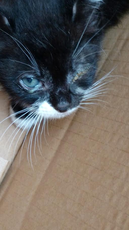 Mineola: Town needs to address village feral cats issue